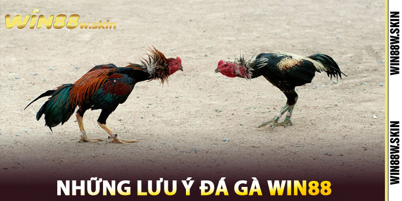 Những lưu ý Đá Gà Win88