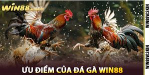 Ưu điểm của Đá Gà Win88