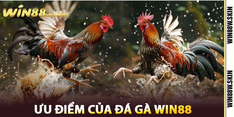 Ưu điểm của Đá Gà Win88